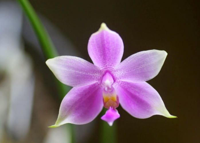 蘭花花語：解密優雅千年密碼、禁忌雷區與種植藝術 post thumbnail image
